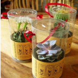 Souvenirbunga's profile picture. Menyediakan aneka souvenir dari beberapa tanaman, di antaranya: Kaktus, Succulent, Tanaman hias. Telp/Sms.085793047731 / Pin BB. 212F08CB