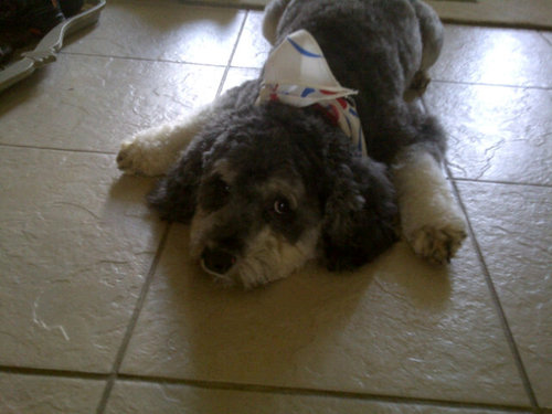 shalabhtayal's profile picture. 