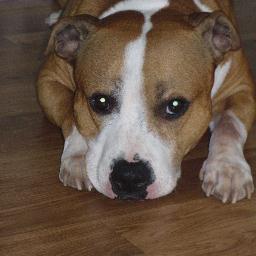 Staffordshire Bull Terrier , I like to chase my tail, eat EVERYTHING, avoid the bath and oh yeah farts confuse me, especially my own Woof Woof