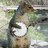 Squirrelz4lyfe's profile image