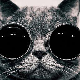 Diseñadora Gráfica - Megarequetecontravolá - Cat & DogLover ☆ - Beatlemaniaca de corazón ♥.♥