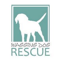 wagging_dog (@wagging_dog) 's Twitter Profile Photo