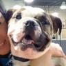 CodaTheBulldog's profile picture. 7/8 English 1/8 American Bulldog born 3/8/12, OTRB 4/17/20. Butler Bulldog fan always!