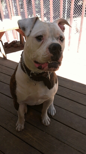 BrandonSanderso's profile picture. 