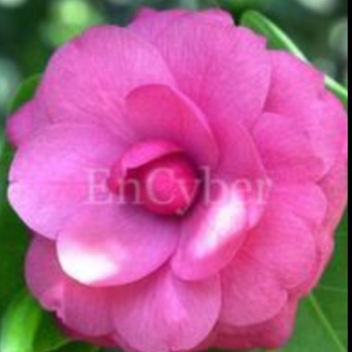 orage12's profile picture. 