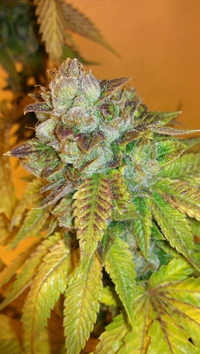 Medical Marijuana caregivers, master wax makers, and delivery service. If you live in PHX and you're #AZMMJ certified, be sure to follow for updates.