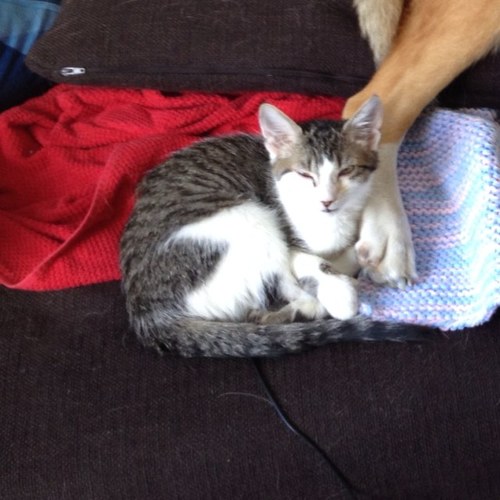 I am the feline overlord of @dpp... lives with @thurgoodcat