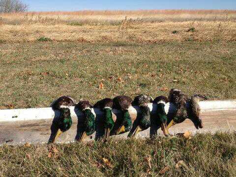 Waterfowler2's profile picture. ★★★★★▄▄▄▄▄▄▄▄▄▄ ★★★★★▄▄▄▄▄▄▄▄▄▄ ★★★★★▄▄▄▄▄▄▄▄▄▄ ▄▄▄▄▄▄▄▄▄▄▄▄▄▄▄ ▄▄▄▄▄▄▄▄▄▄▄▄▄▄▄ ▄▄▄▄▄▄▄▄▄▄▄▄▄▄▄