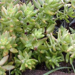 lithops_man's profile picture. que onda me considero serio y buena onda