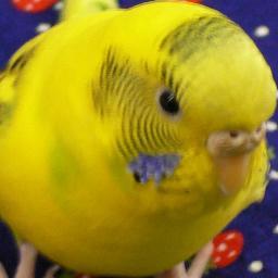 ひょんな事から（タイバニのHPでちょっとコメントしただけのつもりが…）ツイッター始めました。2016年12月1日、世界一可愛いセキセイインコ/スラッシュを失って以来、ペットロスが治らないので、もはや治すのを諦めました。スラッシュの思い出は永遠に大切にします。タイバニや鳥や、時々YURIonICEのことやら呟きます