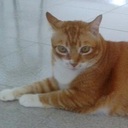 Chester Meow Samdin - @ChesterAdamsCat - Twitter