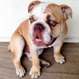 LordDudleyHotel's profile picture. I'm Bruce, Lord of the Dudley. Tweets are my own.