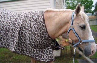 I have an amazing palomino:)  Lily:)