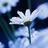 sho_sho1416's profile image