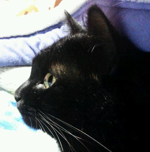 クロ猫bot Bot Twitter