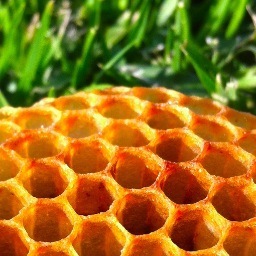 the_apiary's profile picture. I think we're past the point of being too proud to say the W.