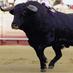 SalamancaToros (@salamanca_toros) Twitter profile photo