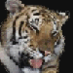 tiger1951 (@tiger1951) Twitter profile photo