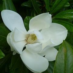 Magnolia_Lodge's profile picture. A beautiful 2 bedroom holiday retreat in South Devon within easy reach of Dartmoor, Exeter & the English Riviera.