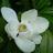 Magnolia_Lodge's profile image
