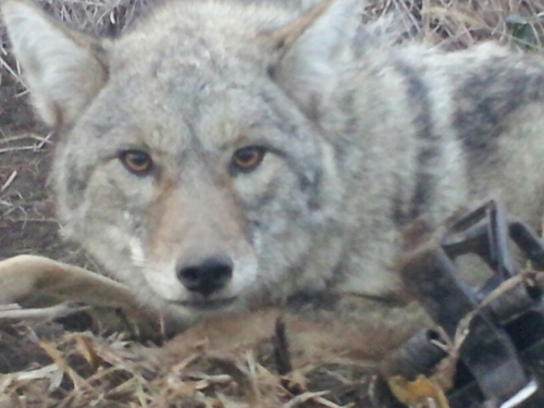 Lineman308's profile picture. hunt, fish, & trap Wisconsin coyotes.  lineman, local 15. farm kid by birth. Full time Christian!