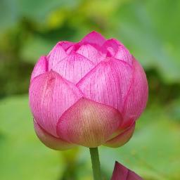 aimessage's profile picture. Let's aim for life-time active life  元気で長生き、ピンピンコロリ。 「最期までイキイキと自分らしい人生を送りたい！」という私自身の願いから、生涯現役で、認知症、寝たきりにならない為の「心と体の元気作り」に関連した情報などを発信します。