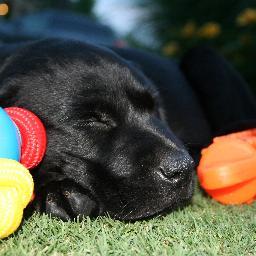 Labrador retriever with the biggest tongue in the world; a big Bulldawg fan! And a true conservative at heart.