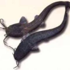 leledumbo75's profile picture. 