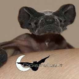 TutelaPipistrel's profile picture. 