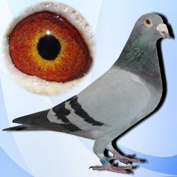 fennerflex's profile picture. Racing pigeons , and good friends, makes life worthwhile