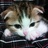 hoji_2