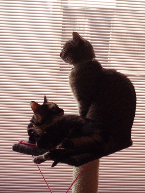 meliremo's profile picture. Literata, politóloga y periodista, interés: literatura infantil y juvenil //Literature, politics and media, interested in children's literature