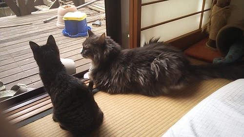 猫飼いです。3匹猫と暮らしてます。最推しは石橋弘毅→ミュージカル刀剣乱舞日向正宗役。所属グループはUNiFY。西武ライオンズファン→30年以上。好きな選手は岡田雅利!!サイクルロードレースも好き。無言フォローお許しください。猫様飼ってる人のフォローさせて頂いてます。