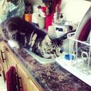 Henry VIII McPye - @PrincessHenry13 - Twitter