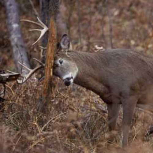 MN_WhiteTails's profile picture. Just your everyday Minneosta deer hunter. Follow me, and tweet me your deer photos, ill gladly reweet.