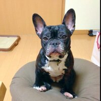 1773 (@tutomenuma) 's Twitter Profile