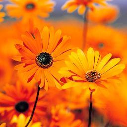 ReneLimburg's profile picture. 