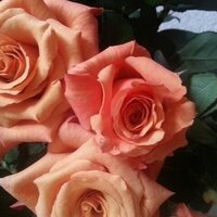 rose (@roseroseret) 's Twitter Profile