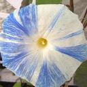 BEVERLEY HOLDEN - @BevHolden1 - Twitter