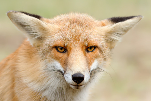 WhereTheFoxAt