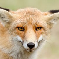 WhereTheFoxAt (@wherethefoxat) 's Twitter Profile Photo WhereTheFoxAt (@wherethefoxat) 's Twitter Profile Photo