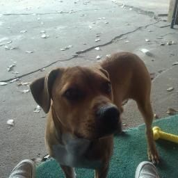 Scrappy_TheDog's profile picture. I'm the beloved dog to the owners of DGB shoes and Apparel...and I hate to say my family needs their own reality show