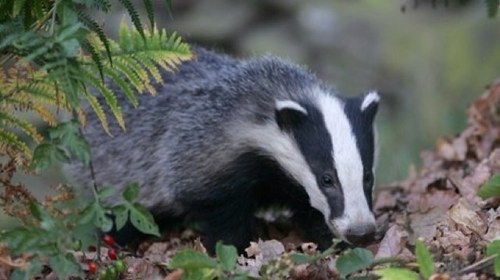 Yorkshire badger 💙