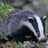 YorksBadger's profile image