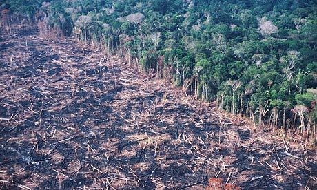 Deforestation is clearing Earth's forests on a huge scale, resulting in damage to the land. Patches the size of Panama are lost yearly. Learn more about it here
