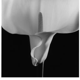 MapplethorpeFdn's profile picture. This is the official Twitter account of the Robert Mapplethorpe Foundation.
