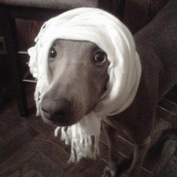 HaiMyNameIsNala's profile picture. Hi!  My name is Nala!  I am a puppy dog! My daddy is a veterinary student! Except that means I'm his guinea pig. 
Tumble? http://t.co/x8CJIlbnXa