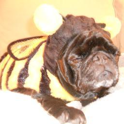 I'm a single black pug who likes dressing up, long walks, eating out of the litterbox and watching crime shows on tv. Hit me up!
