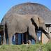 Safaris & Adventures (@safricasafari) Twitter profile photo