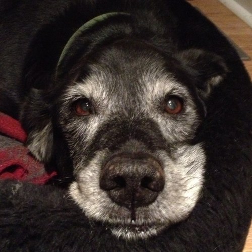 gt2mptmom's profile picture. Jake’s wife ❤️ mom to McGwire 💙 Morgan 💙 & Oakley 🐶🖤 Southern by choice ⚾️ Full-time Baseball Mom ⚾️ 🏈Part-time Football Mom 🏈 I love my town #HelenaAL